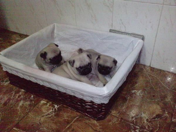 cachorros de carlino preciosos