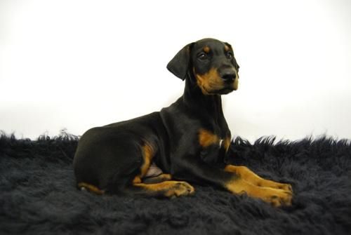 Doberman ( color FUEGO ) Excelente Camada - Cachorros disponibles con 2 Meses