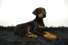 Doberman ( color FUEGO ) Excelente Camada - Cachorros disponibles con 2 Meses - mejor precio | unprecio.es