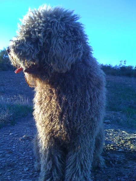 Excelente perro de agua biznieto de Cheto de la Galea para montas