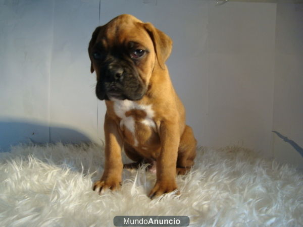 PERRITOS BOXER , CACHORROS MACHOS & HEMBRAS MUY BONITOS