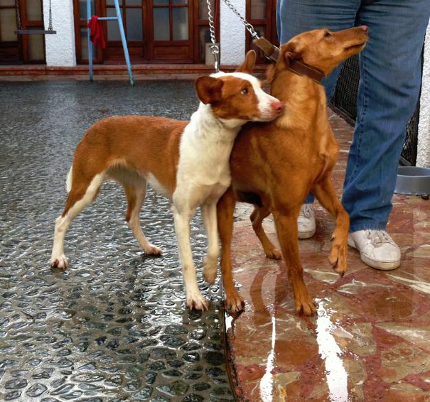 Podencos buenos cazadores