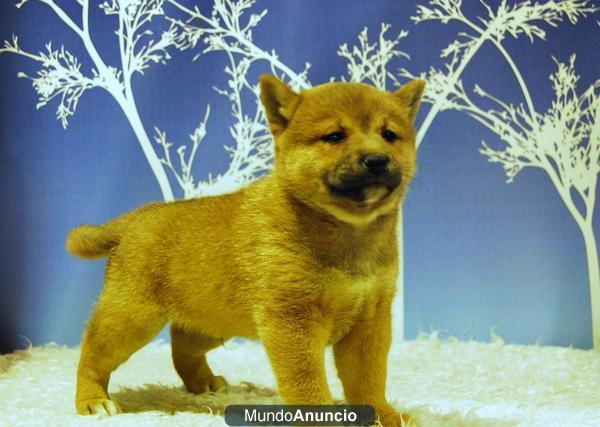 Shiba Inu autenticos ejemplares Calidad y belleza