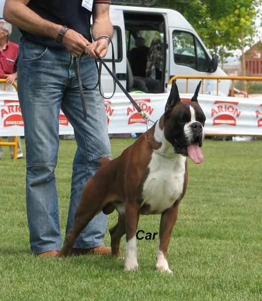 boxer cachorros dorados  atigrados y blancos