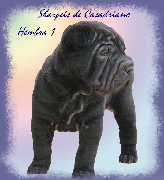 CACHORRITA SHAR PEI LISTA PARA ENTREGAR. GENETICA AZUL Y LILAC