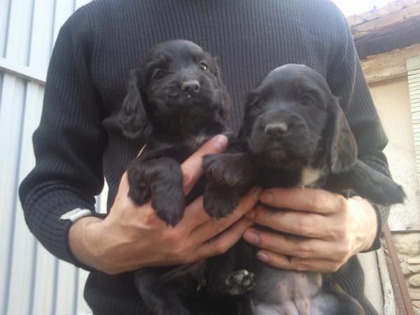 Cachorros de cocker spaniel 150