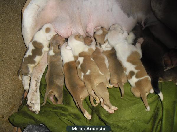 CAMADA DE AMERICAN STAFFORDSHIRE TERRIER