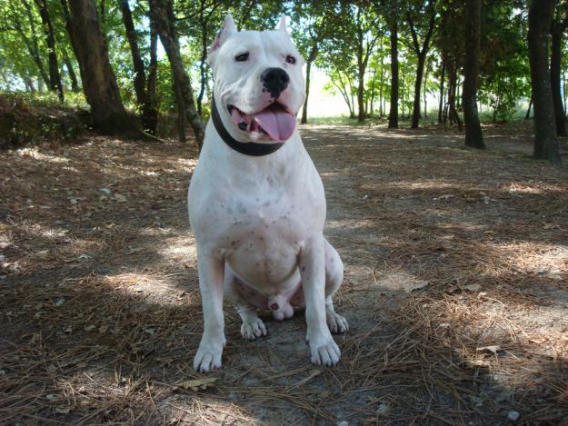 Dogo Argentino Busca Novia