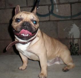 ESCEPCIONAL MACHO DE BULLDOG FRANCES PARA MONTAS FAWN (LEONADO) LINEA FRANCESA