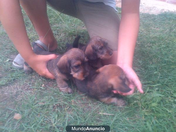 FANTASTICA CAMADA TECKEL KANINCHEN PELO DURO