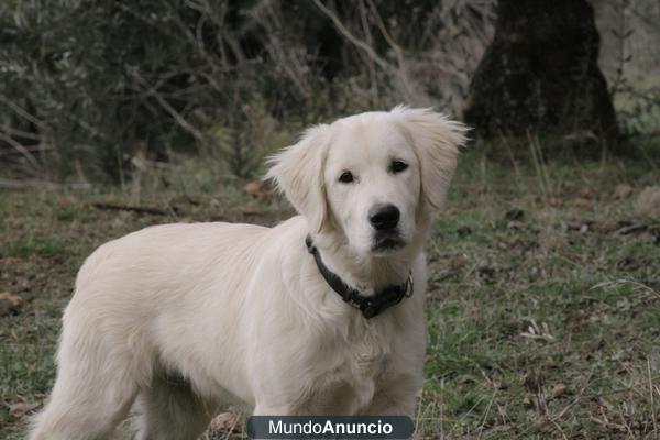 Regalo Golden Retriver