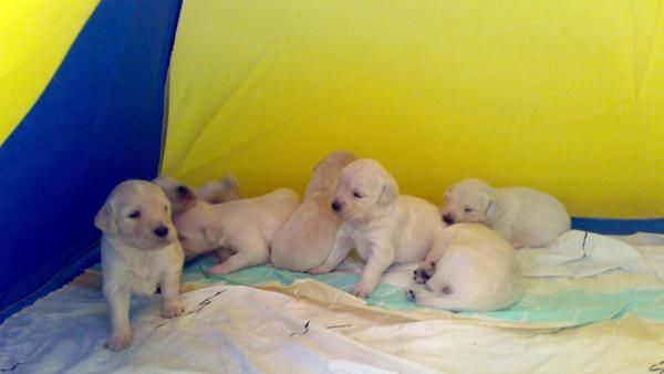 vendo cachorros de golden retriever