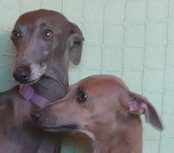 Pequeño lebrel italiano, picolo, galgo italiano