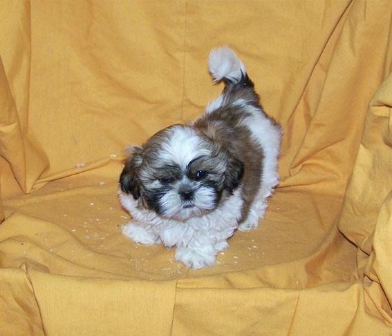 CACHORRITOS DE SHIH TZU - PRECIOSOS EJEMPLARES DE COLOR CANELA Y BLANCO