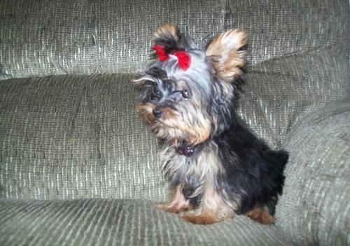 Cachorro de Yorkshire Terrier