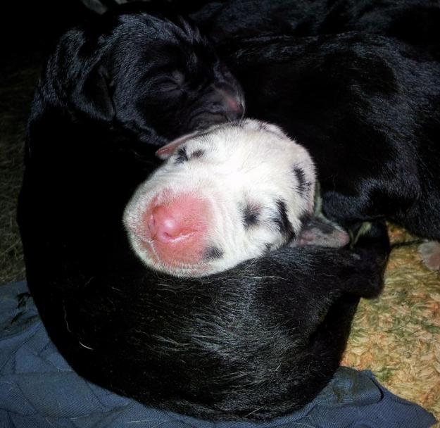 Cachorros de Gran Danes o Dogo alemán