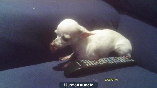 Chihuahua Mini Hembra Con Pedigree