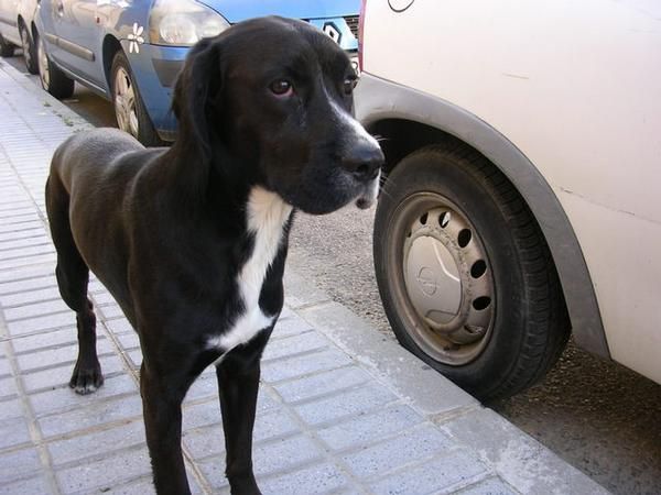 Perro en adopción: Caramelo, cachorron muy muy noble abandonado