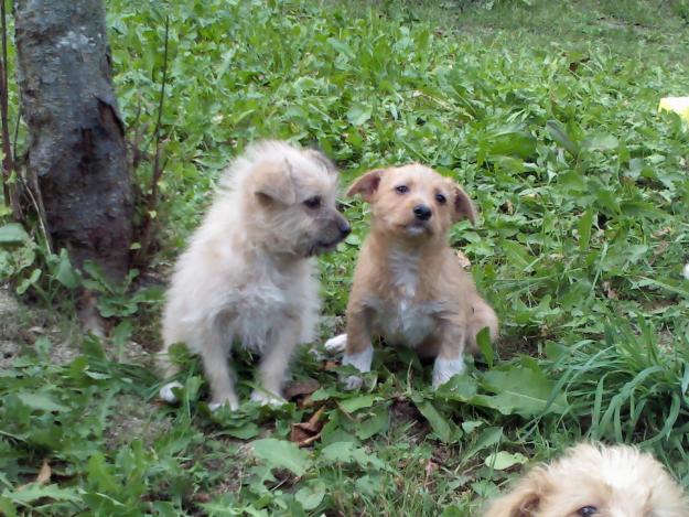 Regalo cachorros de caniche