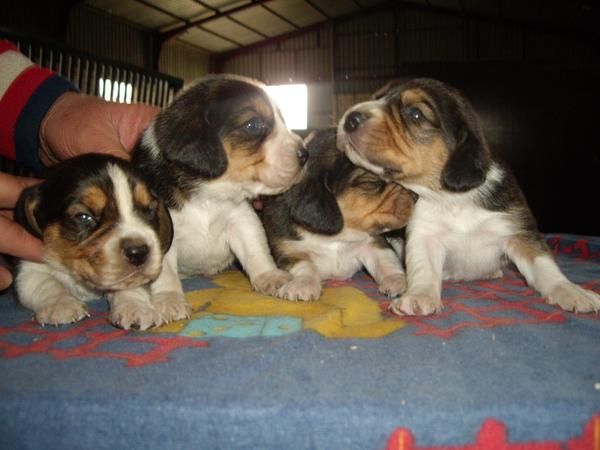 VENDO PRECIOSA CAMADA DE CAHORRITOS BEAGLE TRICOLOR CON PEDIGREE, A 200 .