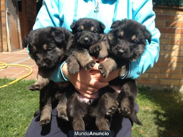 venta cachorros de pastor aleman