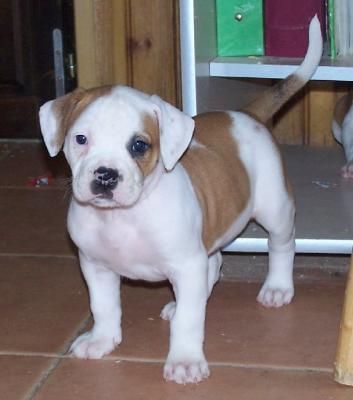 American Bulldog puppies