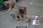 Bullmastiff con regalo - mejor precio | unprecio.es