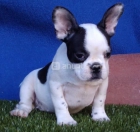 cachorros con clase, bulldog frances 120 - mejor precio | unprecio.es