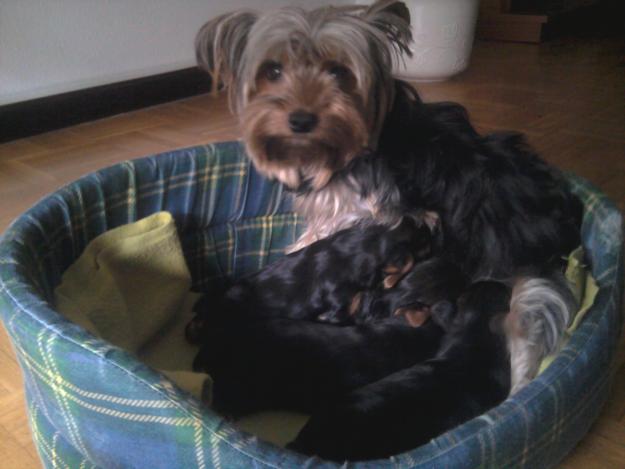 Camada de YorkShide Terrier TOYS