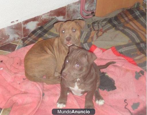 CaxorritAs Pitbull American Stanford