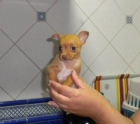 chihuahua mini pedigr www.todocachorros.net 450 euros - mejor precio | unprecio.es