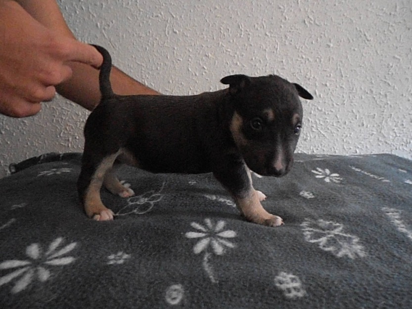 Miniatura BullTerrier Cachorros con LOE