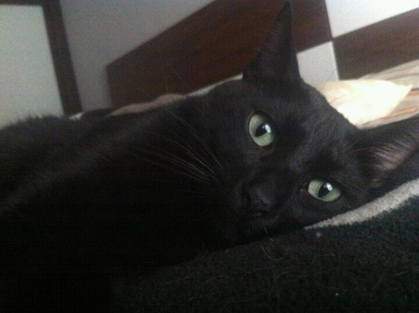 Sirius, un gato que no se puede ser más guapo y bueno