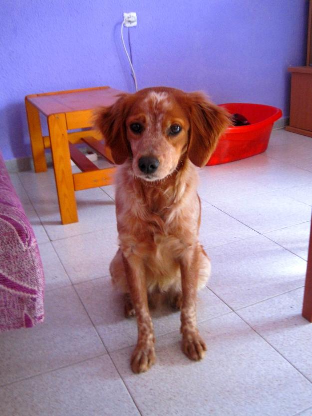 Chico, bretón de 2años en adopción