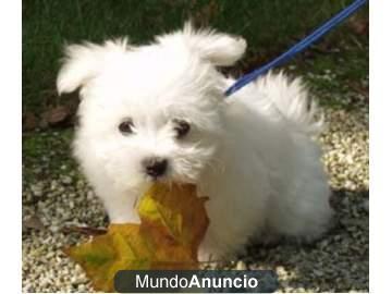 Bichon maltes mini monisimo