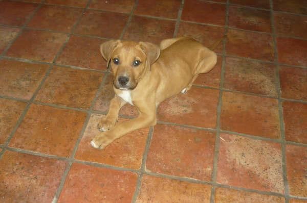 boxer cachorra en adopcion