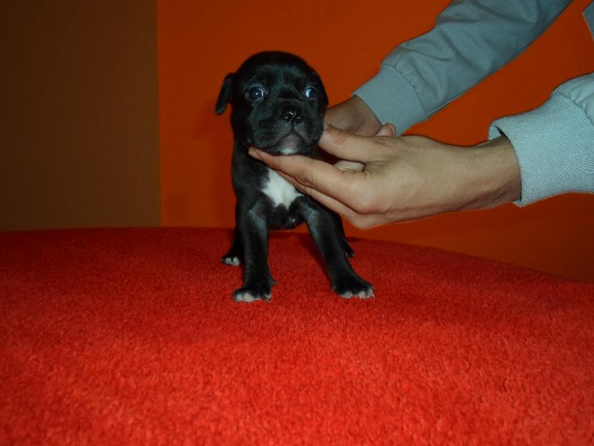 camada staffordshire bull terrier