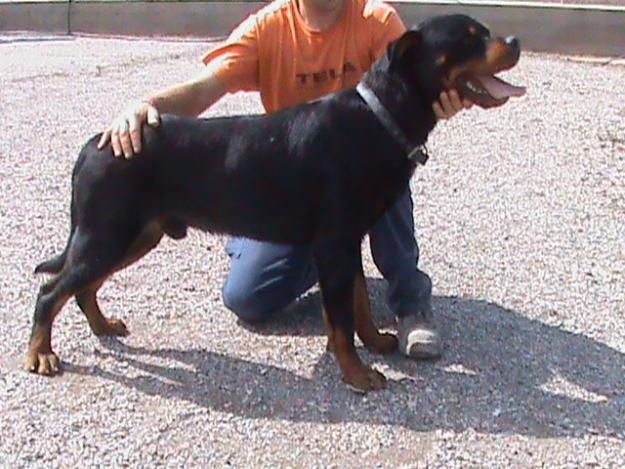 BUSCO HEMBRA RAZA ROTTWEILLER PARA TENER DESCENDENCIA DE MI ROTTWEILLER MACHO