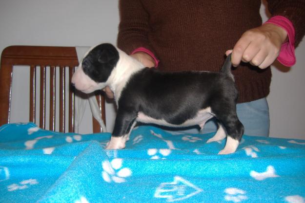 CAMADA BULL TERRIER 100% INGLESA