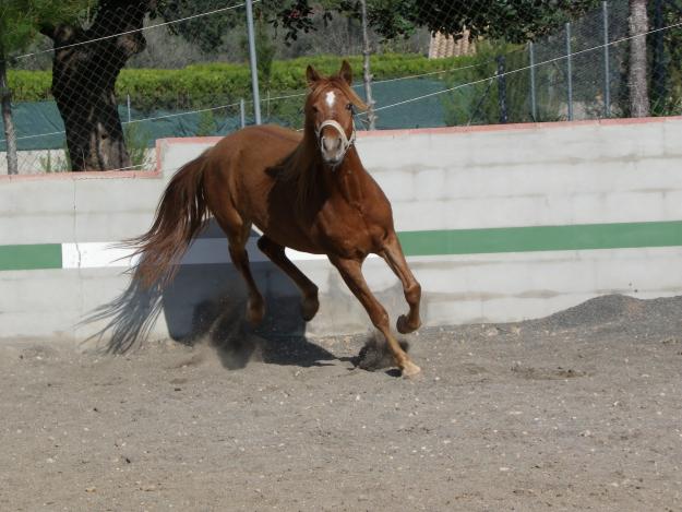 cedo monta de mi caballo