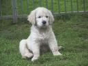 GOLDEN RETRIEVER cachorros 100