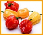 habanero , ( AJI ) - mejor precio | unprecio.es