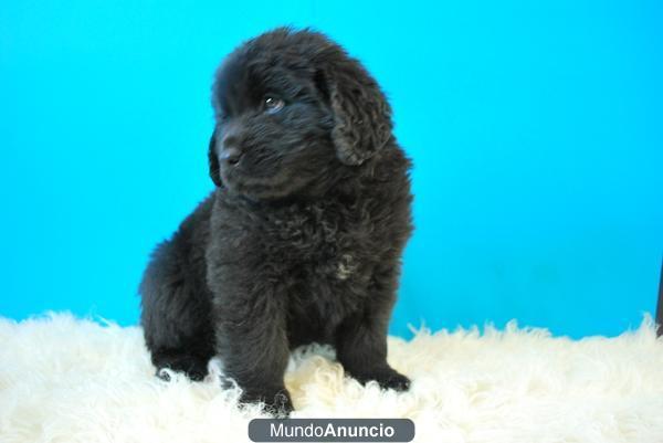 Terranovas negros machos y hembras cachorros de calidad