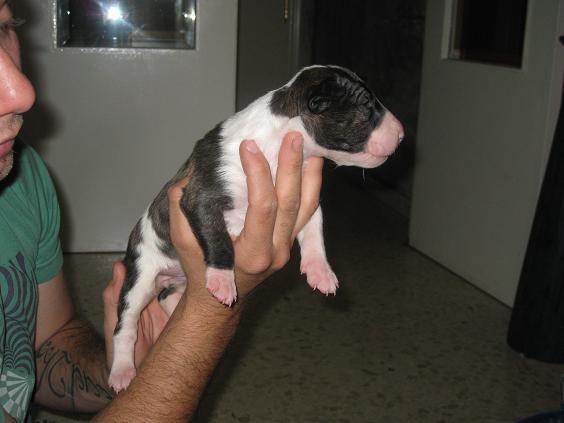 Vendo Cachorra Bull Terrier