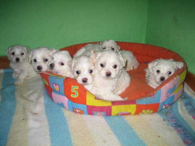 vendo cachorros bichon maltes