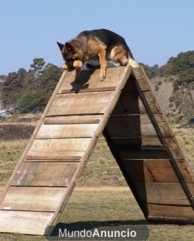 ADIESTRAMIENTO CANINO NAVARAN