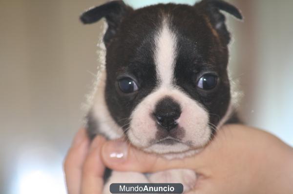 BOSTON TERRIER CACHORROS