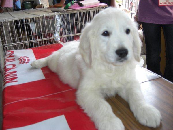 CACHORROS DE GOLDEN RETRIEVER, UN PRECIO EXCEPCIONAL