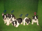 CACHORROS DE PURA RAZA BULLDOG FRANCES 380 , FAWN 430 - mejor precio | unprecio.es