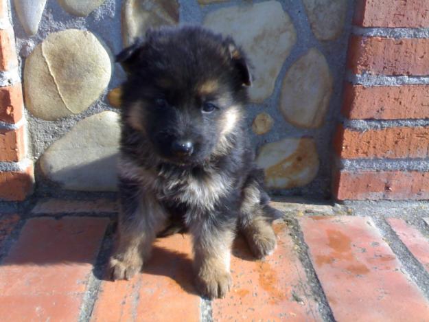 Cachorros pastor aleman con pedigree